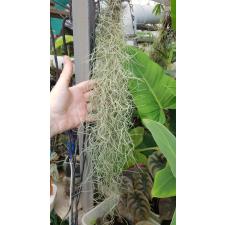 Tillandsia usneoides