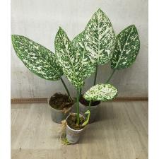Aglaonema P-3 world heritage 2 leaves 