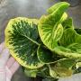Codiaeum Kong Krapan.