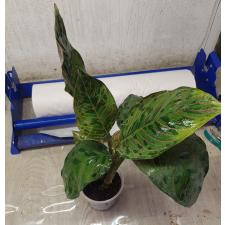 Aglaonema NEW13 red army pot