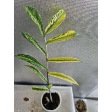 Zamioculcas zamiifolia variegated (long leaf) стакан Д