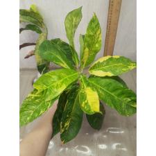 Codiaeum himarun dang