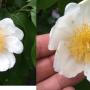 Oncoba spinosa