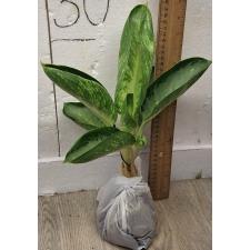 Аглаонема Банана Крупный Круглый. / Aglaonema Banana wealthy round A-79