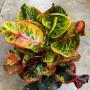 Codiaeum Udom Sook