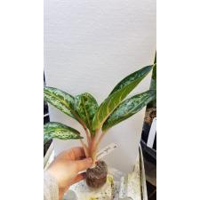 Aglaonema Chatra Mongkol 17A