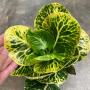 Codiaeum Lum Narai