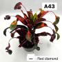 Codeium A43 Red diamond