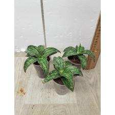 Sansevieria Cleopatra 