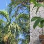Carpentaria acuminata.
