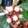 Hoya callistophylla             35
