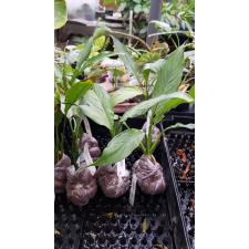 Spathiphyllum (T01) Spilt Milk (No.1)(S)