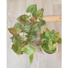 Syngonium sp Christmas стакан 350