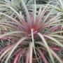 T. capitata Red (F1) (seedling) (Thai hybrid) 49