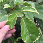 Polyscias paniculata albomarginata.