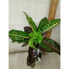 Codiaeum Vetas Turtle 88