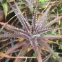 Dyckia Geswick (Bromeliad) 64