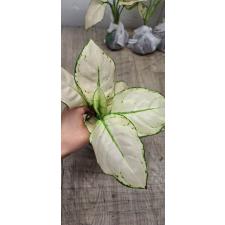Aglaonema Super White A-40