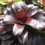 Neoregelia Royal Burgundy (Bromeliad) 229