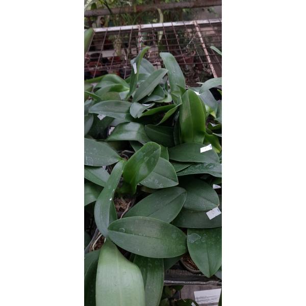 Фаленопсис «Санрайз Ред Пёкер» × Сого Лоренс / Phal. Sunrise Red Peoker x Sogo Lawrence