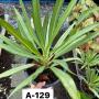 Aglaonema  New richer A-129