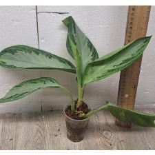 Aglaonema Silver Bay