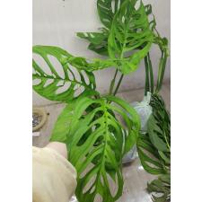Monstera -  esqueleto