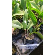 Блк. Чиа Лин 'Нью Сити' / Blc. Chia Lin 'New City'