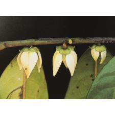 Goniothalamus marcanii (seedling) 215