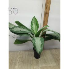 Aglaonema Silver Bay