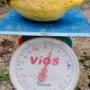 Citrus medica 'Etrog' (Israel)