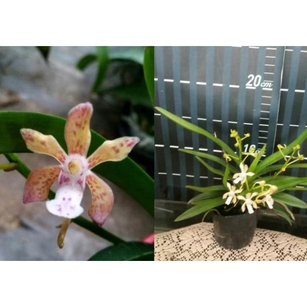 Неофинетия фальката × Аеридес флабеллата / Neofinetia falcata x Aerides flabellata
