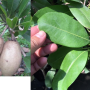 Manilkara zapota 'Malaysia' (oval fruit).