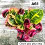 Codeium A61 Chom poo phun thip