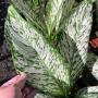 Dieffenbachia White Blizzard