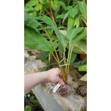 Tacca chantrieri (white and giant flower) 267