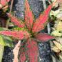 Aglaonema  Anya narrow leaves A-66