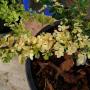 Feroniella lucida Dwarf (yellow variegated).