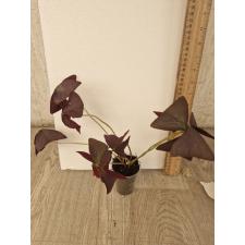 Oxalis оксалис фиолетовый (кислица)