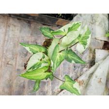 Syngonium Three Kings