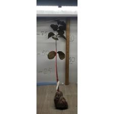 Psidium guajava ‘Daeng Ayothaya #3’ (grafted). 218