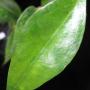 Hoya sp.625 Palawan IML1256 (Estrella waterfall)                625