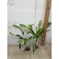 Codiaeum B-4 Khao hwang thong