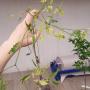 Millingtonia hortensis (white variegated