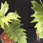 Philodendron sp.(T47).
