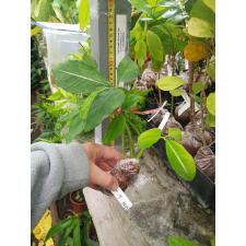 Syngonium wendlandii Orm Ped  (Trilobe leaf) 745/1