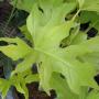 Philodendron selloum 'Gold Satin'