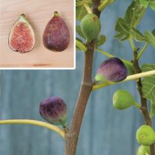 Ficus carica 'Black Mission' (USA clone)(black fruit)