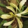 Magnolia lacei (grafted).