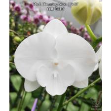 Phal. Charming Snow '0410' уценка